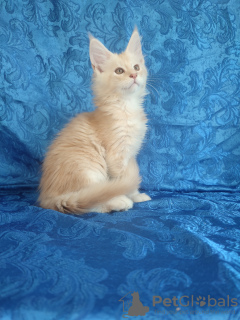 Photo №2 to announcement № 66534 for the sale of maine coon - buy in Russian Federation from nursery