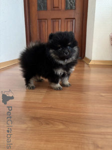 Photo №2 to announcement № 144151 for the sale of pomeranian - buy in Russian Federation private announcement, from nursery, breeder