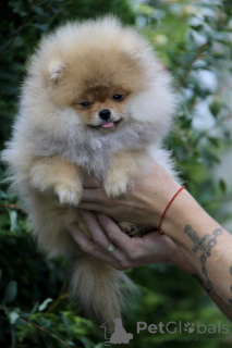 Photo №1. pomeranian - for sale in the city of Kiev | 500$ | Announcement № 147104