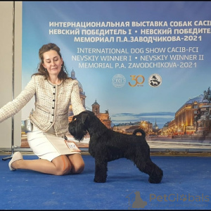 Photo №3. Miniature schnauzer black puppies. Russian Federation