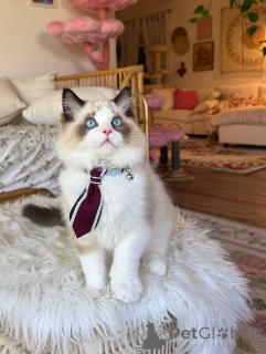 Photo №1. ragdoll - for sale in the city of Deutsch-Wagram | negotiated | Announcement № 155564