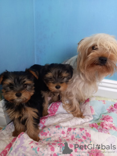 Photo №1. yorkshire terrier - for sale in the city of Munich | 260$ | Announcement № 43028