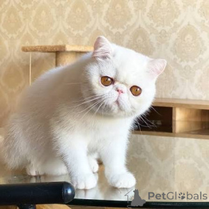 Photo №4. I will sell exotic shorthair in the city of Antwerp. private announcement, breeder - price - 516$