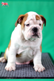 Photo №4. I will sell english bulldog in the city of Odessa. from nursery - price - negotiated