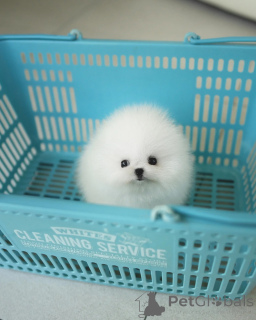 Photo №1. pomeranian - for sale in the city of Liberec | negotiated | Announcement № 155013