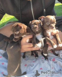 Photo №2 to announcement № 14203 for the sale of chihuahua - buy in Poland private announcement