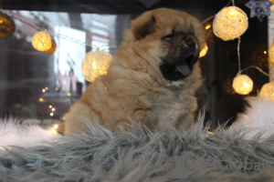 Photo №4. I will sell chow chow in the city of Кельце. breeder - price - 889$