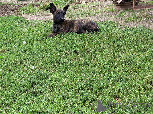 Additional photos: Dutch Shepherd puppies