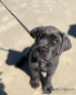 Additional photos: cane corso