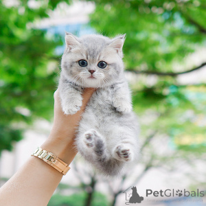 Photo №1. munchkin - for sale in the city of New York | 350$ | Announcement № 152207