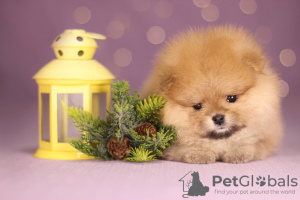 Photo №3. pomeranian girl. Belarus