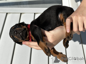 Photo №3. Doberman puppies. Belarus