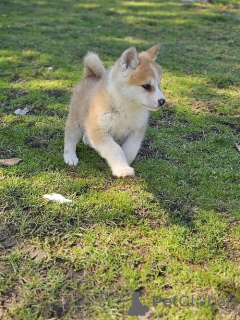 Photo №2 to announcement № 135458 for the sale of akita - buy in Serbia breeder