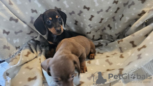 Photo №2 to announcement № 112787 for the sale of dachshund - buy in United States private announcement