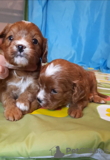 Additional photos: Maltipoo F1 puppies