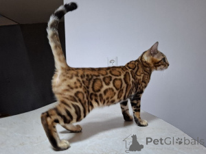 Photo №1. bengal cat - for sale in the city of Łódź | 1882$ | Announcement № 147401