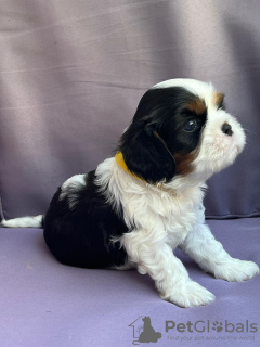 Photo №1. cavalier king charles spaniel - for sale in the city of Bobowa | negotiated | Announcement № 112628