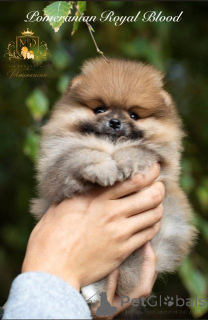 Photo №4. I will sell pomeranian in the city of Skopje.  - price - negotiated