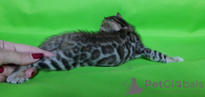 Photo №4. I will sell bengal cat in the city of Москва. from nursery - price - 600$
