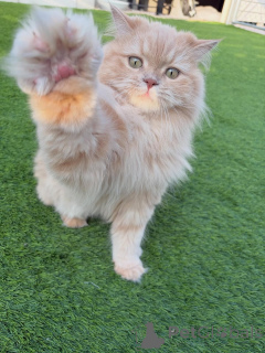 Photo №3. Sweet, soft, and full of grace meet Anya, the Siberian snow princess. Iceland