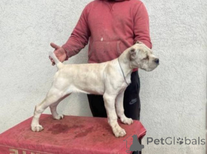 Photo №2 to announcement № 138463 for the sale of canaan dog - buy in Serbia 