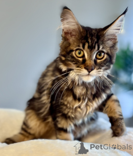 Photo №3. LOOF Maine Coon Kittens. Monaco