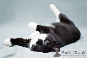 Additional photos: Charming black and white cat Mila with a heart on her paw is looking for the
