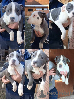 Photo №1. american staffordshire terrier - for sale in the city of Čelarevo | negotiated | Announcement № 87335