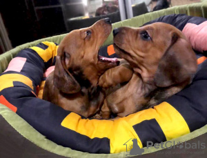 Additional photos: Little dachshunds are looking for loving owners