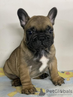 Photo №2 to announcement № 71436 for the sale of french bulldog - buy in Serbia breeder