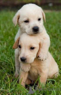 Photo №2 to announcement № 168816 for the sale of labrador retriever - buy in United States private announcement
