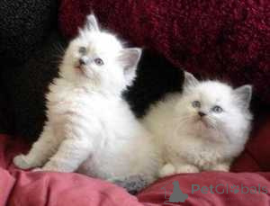 Photo №1. ragdoll - for sale in the city of Aizlingen | 568$ | Announcement № 163705