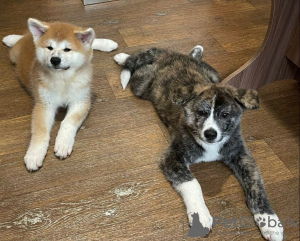 Photo №3. Akita Inu puppies for sale. Russian Federation