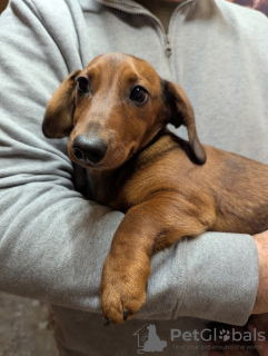 Photo №4. I will sell dachshund in the city of Валенсия. breeder - price - 800$