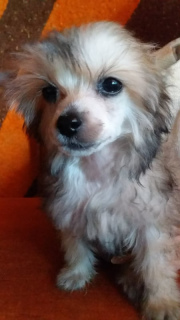 Photo №4. I will sell chinese crested dog in the city of Kharkov. from nursery - price - Negotiated