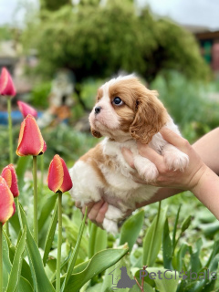 Photo №4. I will sell cavalier king charles spaniel in the city of Minsk. from nursery - price - negotiated