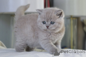 Photo №3. Super schattige Britse korthaar kittens. Belgium