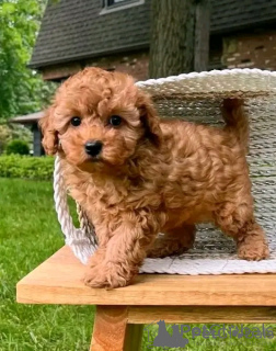 Photo №1. poodle (toy) - for sale in the city of Athens | negotiated | Announcement № 169454