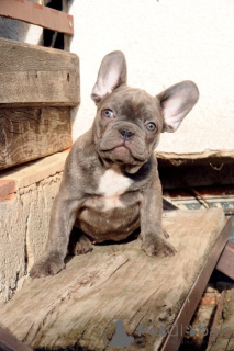 Photo №3. French bulldog, exotic puppies. Serbia