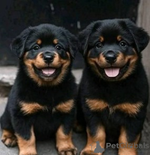 Photo №1. shiba inu - for sale in the city of Sofia | negotiated | Announcement № 175963
