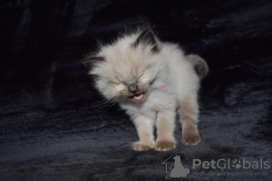 Photo №1. ragdoll - for sale in the city of Haro | 370$ | Announcement № 121795