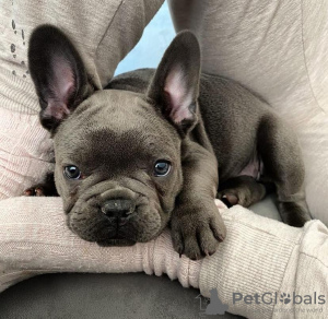 Photo №1. french bulldog - for sale in the city of Munich | 740$ | Announcement № 93228
