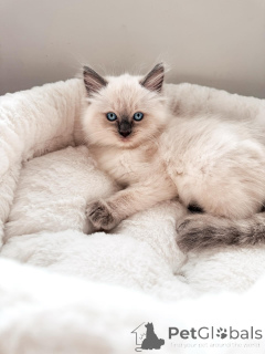 Photo №1. ragdoll - for sale in the city of Dresden | negotiated | Announcement № 169403