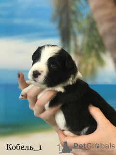 Photo №2 to announcement № 43042 for the sale of border collie - buy in Russian Federation breeder
