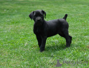 Photo №1. boerboel - for sale in the city of Антверпен | 338$ | Announcement № 124200