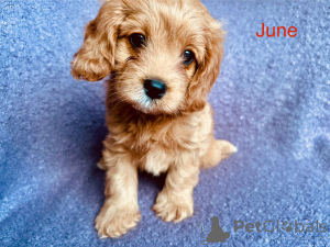 Photo №4. I will sell cavalier king charles spaniel in the city of Villach. breeder - price - 376$