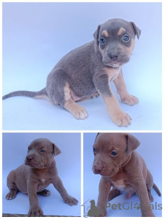 Photo №1. bull terrier - for sale in the city of Knjazevac | negotiated | Announcement № 175429
