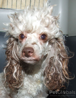 Photo №3. Toy Poodle Pups - Health Tested. Denmark