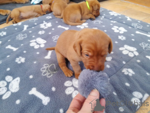 Photo №3. Bemerkenswerte ROTFUCHS-Welpen von atemberaubenden Eltern. Germany