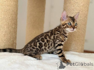 Photo №2 to announcement № 153255 for the sale of bengal cat - buy in Sweden private announcement